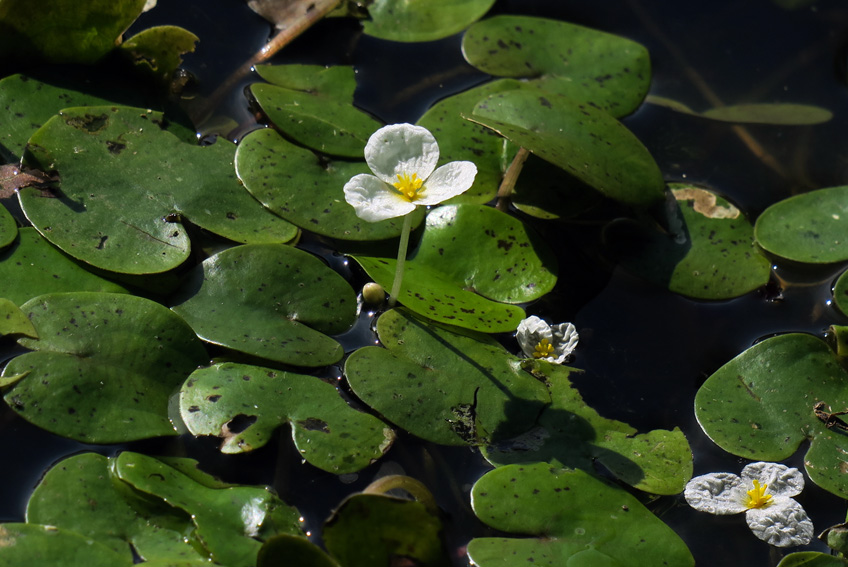 Hydrocharis